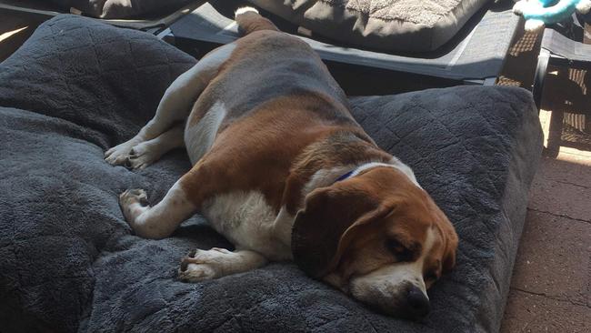 Aspendale Gardens dog Baz had to be rushed to the vet after eating one of the suspected poisoned chicken necks found on the Mordialloc Creek walking track near Palm Grove Boulevard Reserve.