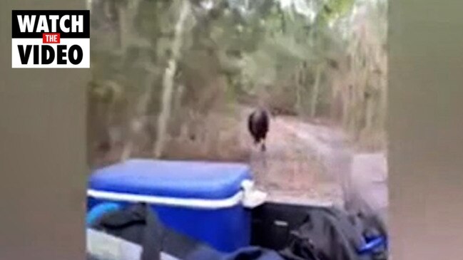 Angry cassowary hunts down North Queensland rangers