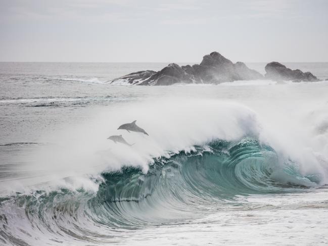 Dolphins surfing the waves at Cape Naturaliste, near Dunsborough