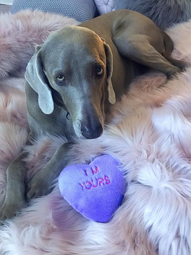 PRINCESS: The weimaraner likes her new toy, but she really loves the new throw on her human’s bed.