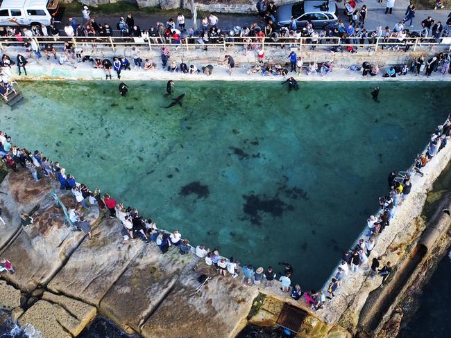 An injured Great White shark that washed itself onto Manly Beach has been taken to Fairy Bower ocean pool by Manly SeaLife Sanctuary staff to assess its condition. Hundreds of locals gather around the pool to get a closer look. Picture: Toby Zerna