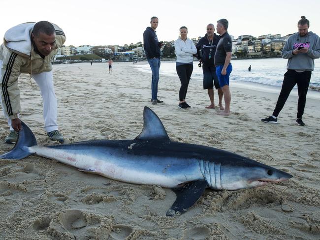 Locals have made several shark sightings in the last few days. Picture: Jenny Evans