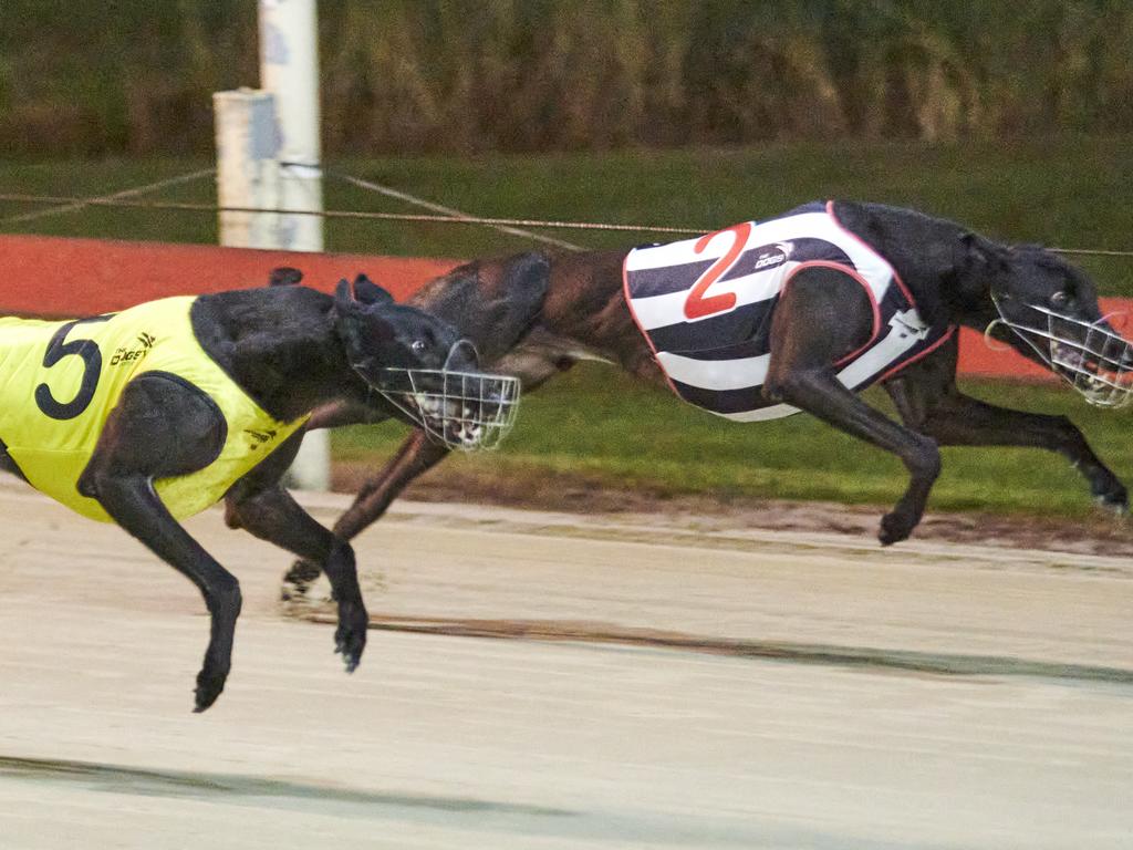 5- Profit Plan beats My Bro Bob in race 4 at the Grafton Greyhounds. Photo: Adam Hourigan