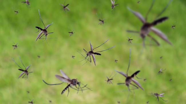 Island completed its Phase 2a/b PROTECT trial of ISLA-101 in dengue fever during Q3 FY25. Pic via Getty Images