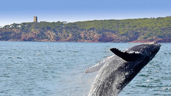 Whale at Ben Boyd National Park, NSW.