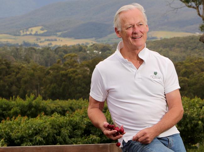 21/12/2018: Andrew Fairley at his Yarra Valley Cherries property in Gruyere. Stuart McEvoy/The Australian.