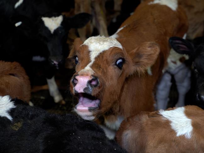 Abattoirs to be subject to more monitoring and spot checks