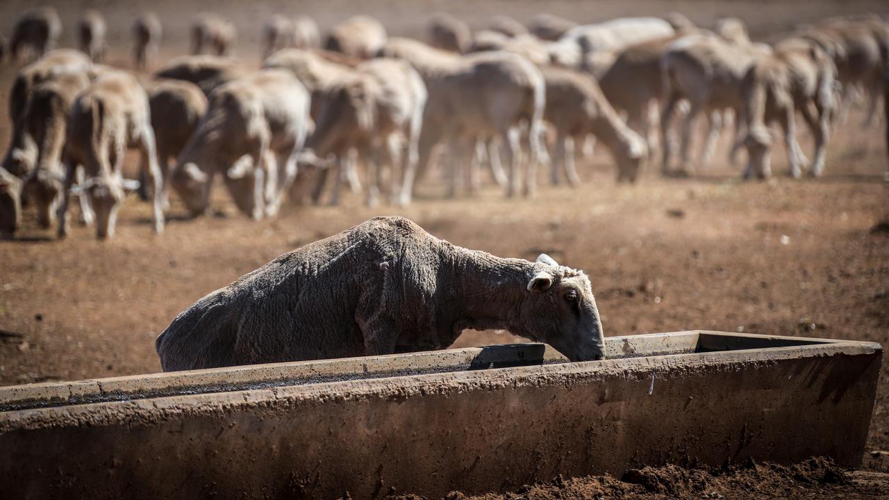 Animal welfare groups and stakeholders support a bill to end live sheep exports from Australia due to concerns about animal cruelty and welfare issues, including deaths during transportation.