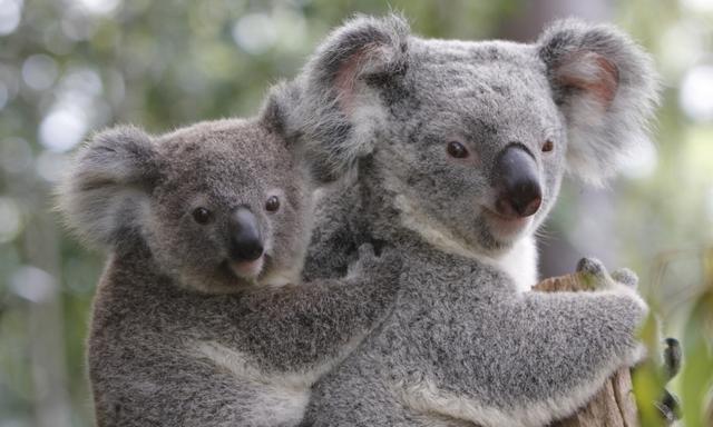 A baby joey koala clinging to mum's back. Both animals are clearly visible with the baby looking directly at camera. Koalas are native to Australia.