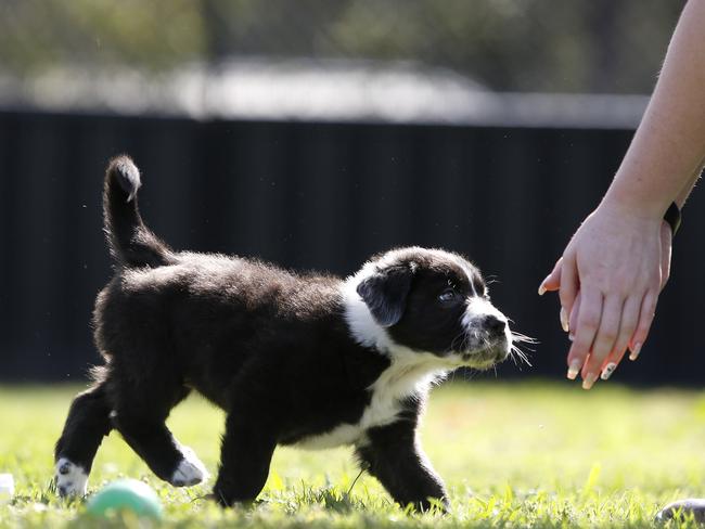 LIVERPOOL LEADER/AAP. Bull Arab puppy Paisley at Kemps Creek, Friday, 27th September 2019. Animal Welfare League in Kemps Creek is running a pet adoption drive in early October at Bunnings West Hoxton. (AAP IMAGE / Robert Pozo)