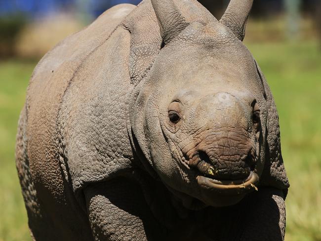 Taronga Western Plains Zoo in Dubbo has experienced a baby boom in the past twelve months, welcoming 4 giraffe calves and 3 rhino babies. Greater one-horned Rhino baby Rajah born in October with mum Amala. Picture: Toby Zerna