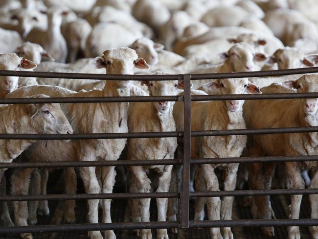 1st March 2023: Sheep in pins awaiting loading on trucks bound for port, for live export at Peel Feedlot, Mardella, WA.  Philip Gostelow/The Australian