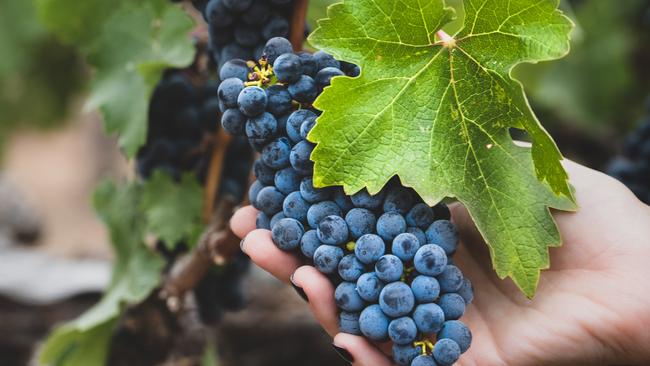 Napa Valley grapes for the Penfolds collaboration.