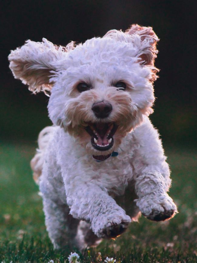 Dogs are being expected to be okay with more social situations today, an expert claims.