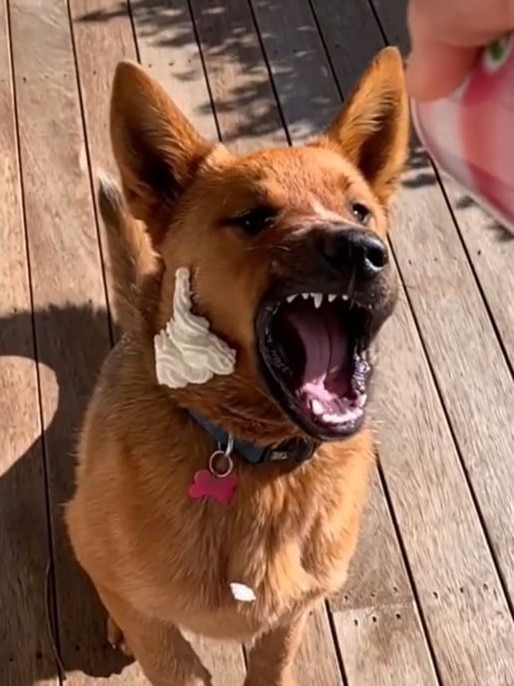 Winnie the cattle dog is one of Australia's biggest TikTok stars of 2021.