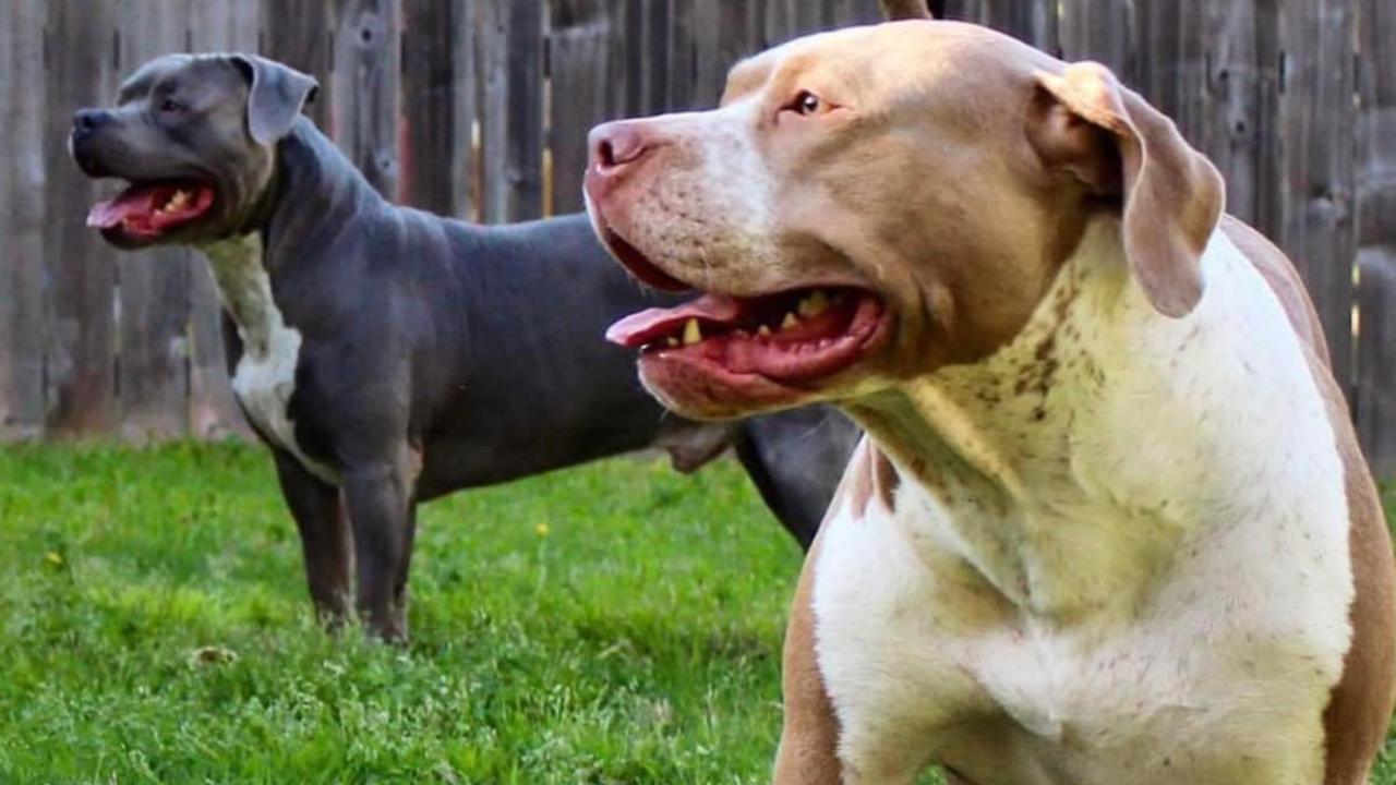 The Bennard family pit bulls, Cheech and Mia, who were euthanised.