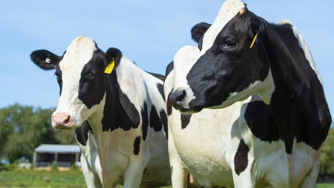 Making more dairy farmers more profitable is the plan