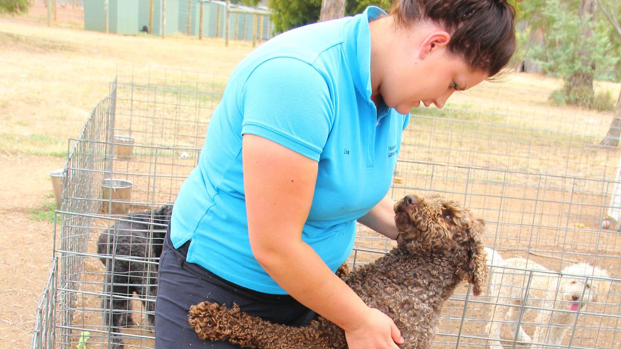 Lisa Bartlett at her parents’ business, Tasmanian Labradoodles near Epping Forest.