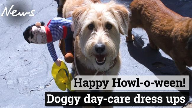 Halloween doggie daycare in Sydney