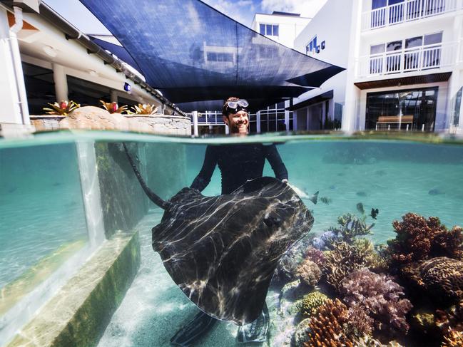 Johnny Gaskell with one of the rays at the coral lagoon at Daydream Island. Photo: Lachie Millard