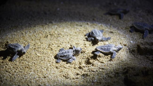 ESCAPE: Turtles, Mon Repos Conservation Park, QLD. Picture: Tourism Australia