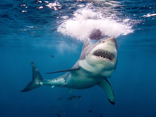 Neptune Island,Australia, Great White Shark