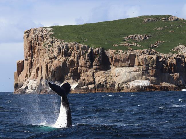 Recent whale sightings in Tasmania. Photos by Pennicott Wilderness Journeys skipper Drew Griffiths, taken during the Tasman Island cruise.