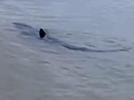 Shark metres from shore at popular beach