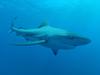 New research reveals shark problem across Queensland