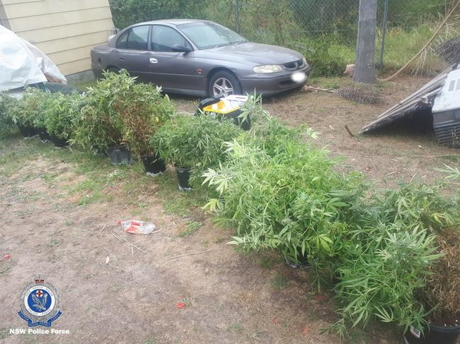 Some of the 16 cannabis plants seized during the searches at Wyee. Picture: NSW Police