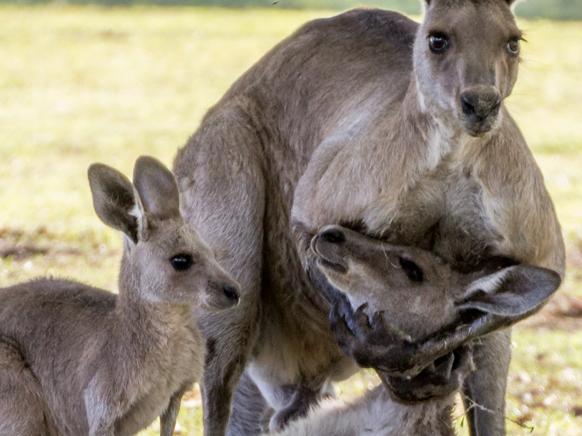 SUPPLIED PICS -EVAN SWITZER -This is the heart-wrenching moment a grieving male kangaroo cradles the head of his lifeless female companion as she reaches for her joey one last time underneath the shade of a mango tree on a bushland property River Heads near Harvey Bay ..MUST CREDIT Evan Switzer