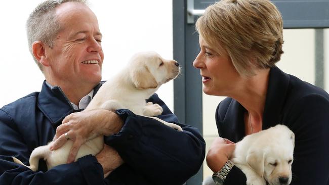 Shorten holding guide dog Bill alongside Senator Kristina Keneally holding guide dog Beau. Picture: Liam Kidston 