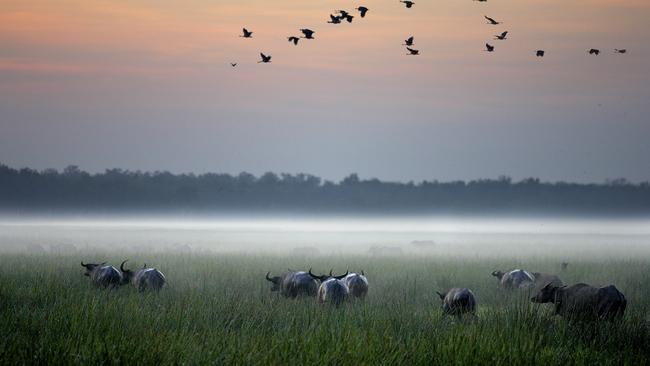 Buffalo on the floodplain at Bamurru Plains.