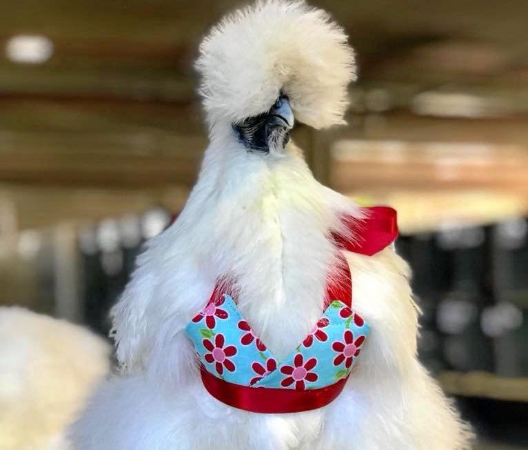 HOT CHOOK Bikinis for chickens a big hit at EKKA The Courier Mail