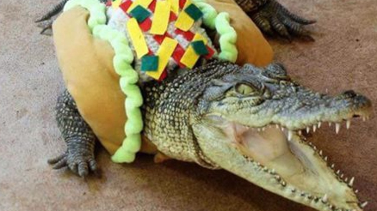 Meet Stampy, the quirky NT crocodile who likes to dress up with tacos ...