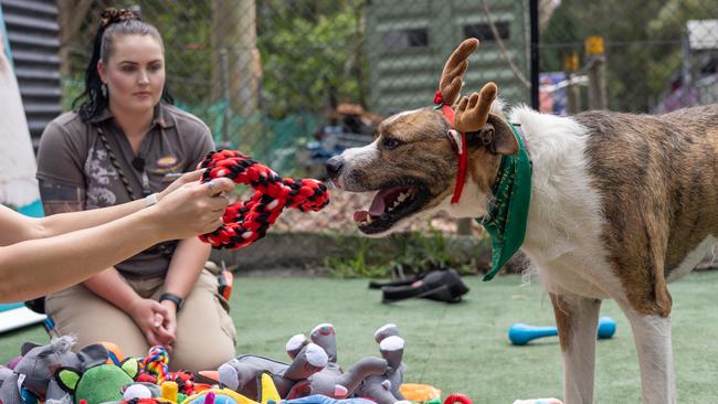 Marnie Haack from Animal Welfare League Queensland with Bailey. Picture: Pet Circle