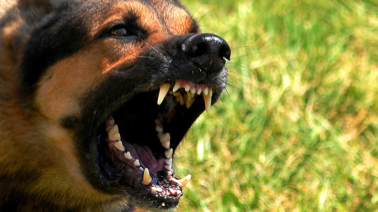 Megan Lisa Murray fined for dangerous dog attacks in Townsville ...