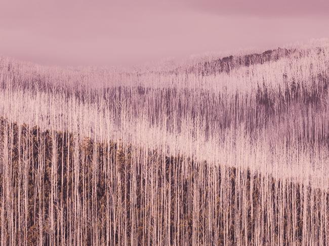 EMBARGO FOR TWAM 04 FEBRUARY 2023. FEE MAY APPLY.  Mountain Ash landscape series, after the bushfires. Photo: Christine Goerner/Supplied