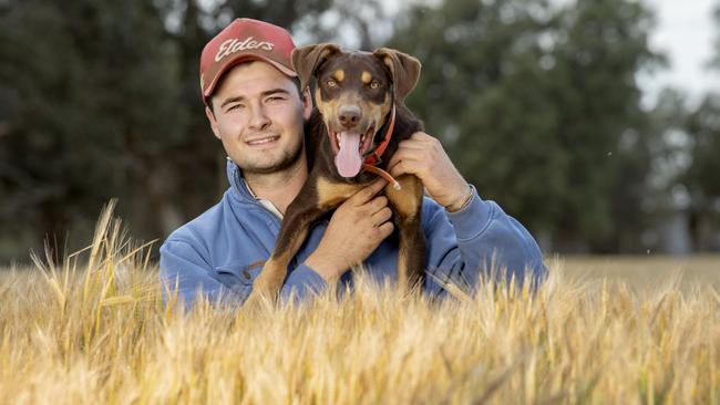 Angus White, 22, on his farm at Bears Lagoon with his Kelpie pup named Bert in a barley crop. Picture: Zoe Phillips