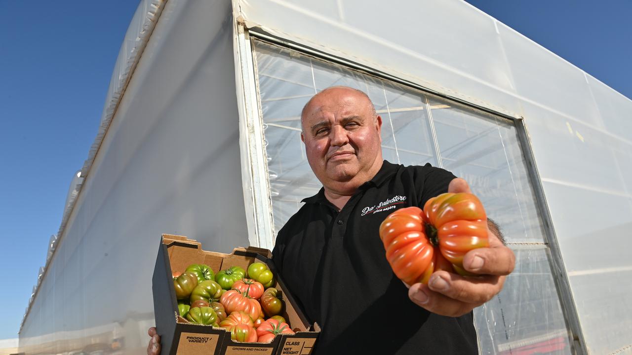 Tomato grower Tony Sacca slammed Ms Scriven’s response to the crisis. Picture: Keryn Stevens