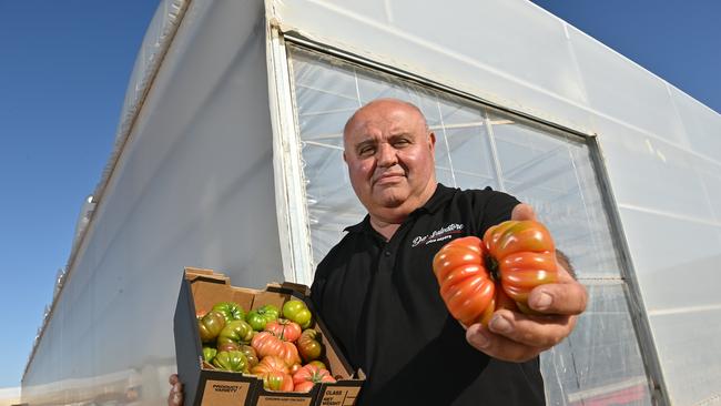 Tomato grower Tony Sacca slammed Ms Scriven’s response to the crisis. Picture: Keryn Stevens