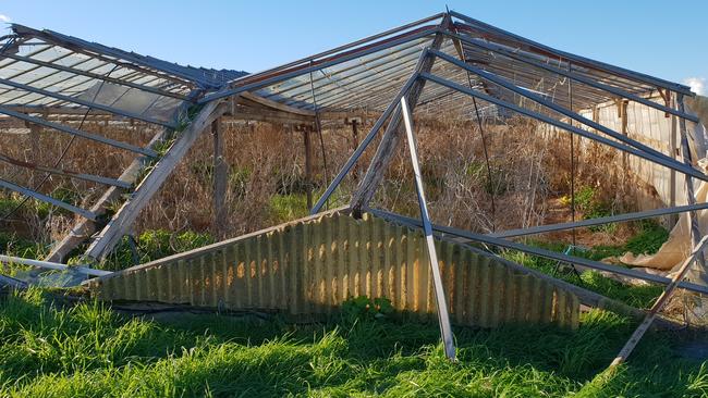 Collapsed greenhouses at Kudla, between Adelaide and Gawler. Picture: Colin James