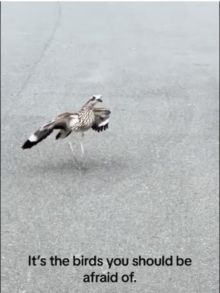 The Bush Stone curlew has moved into the cities. Picture: Tik Tok