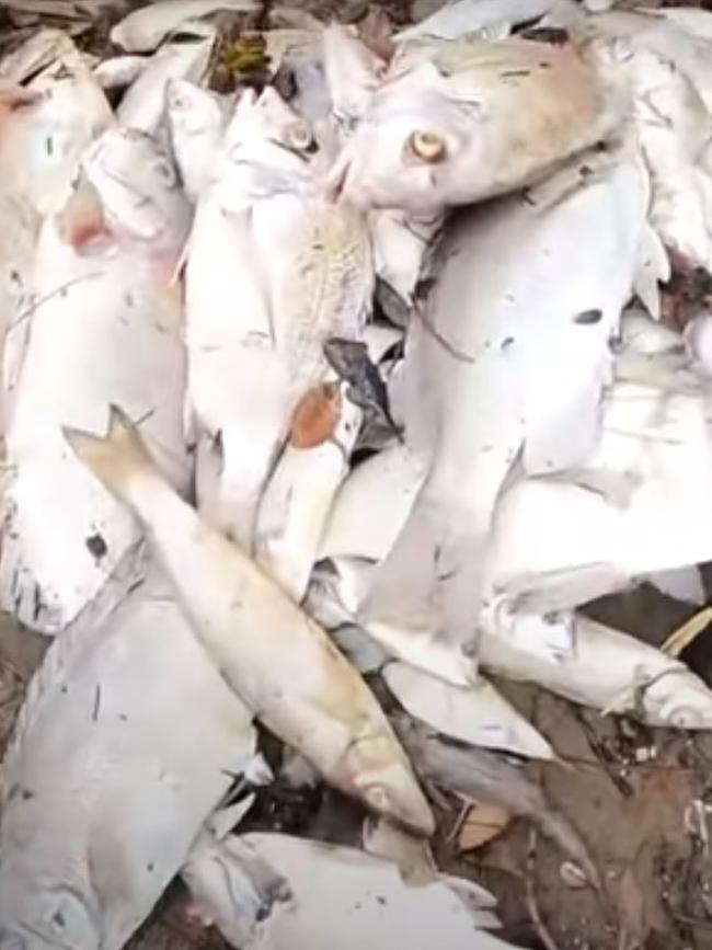 The local said he witnessed the fish dying before his eyes. Picture: Windsor Bait and Tackle/YouTube