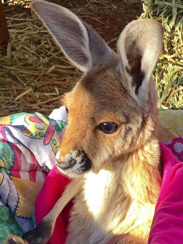 Sweet orphan kangaroo Charlotte enjoying the morning sun. Picture: <a href="https://www.instagram.com/thekangaroosanctuary/" target="_blank">@thekangaroosanctuary/Instagram</a>