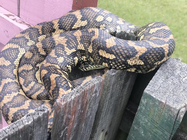 Carpet pythons are identified by their distinctive patterned scales. Picture: N&amp;S Snake Catcher