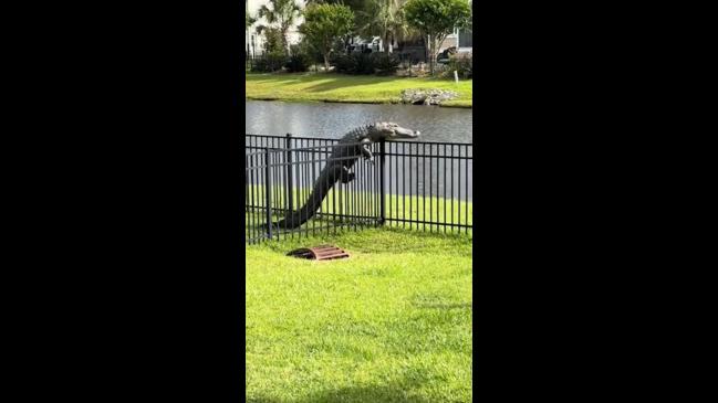 Amazing moment alligator climbs over the fence | The Chronicle