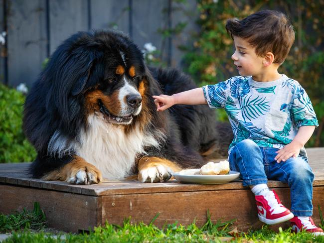 Thomas, 2, with his bud Harvey the Bernese Mountain Dog, also 2. Picture: Mark Stewart