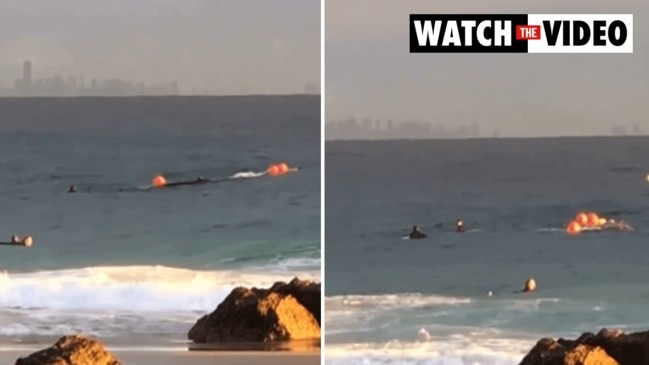 Whale trapped in net off southern Gold Coast beach