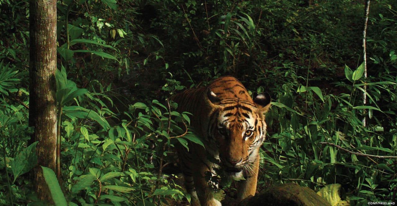 THAILAND:    Rare Indochinese Tiger Population Discovered in Eastern Thailand   March 28